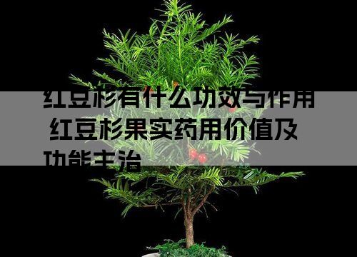 红豆杉有什么功效与作用 红豆杉果实药用价值及功能主治